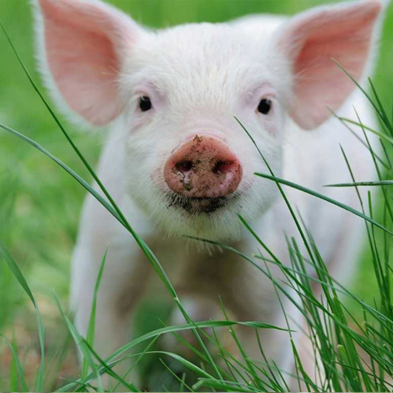 Consultancy Services